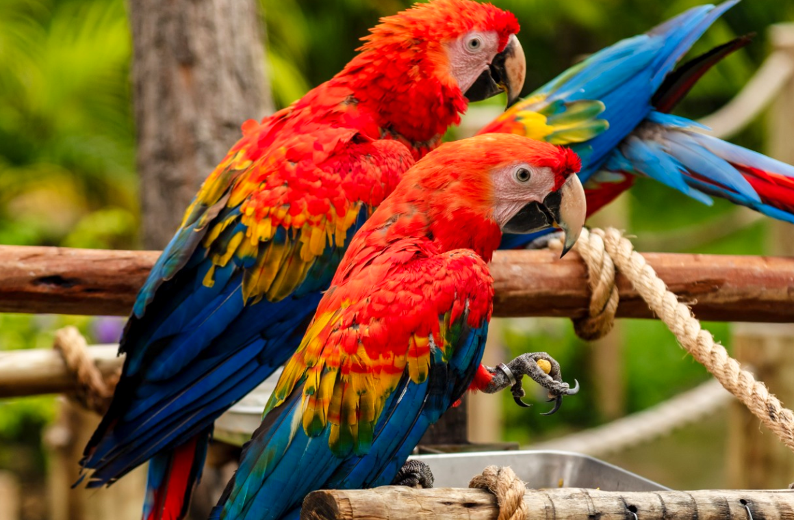 Aviário do Parque Arvorar